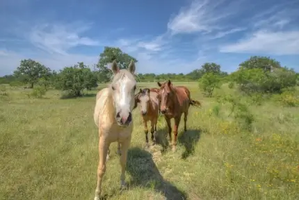 Horseshoe Bay Ranch Texas